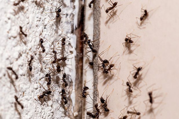 Fourmis